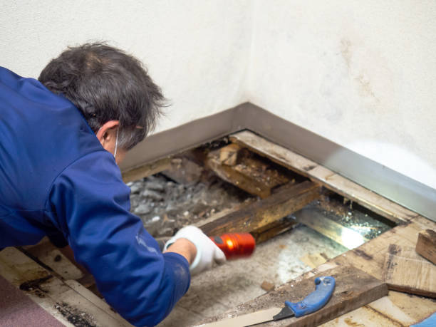 Attic Mold Removal in Germantown, OH