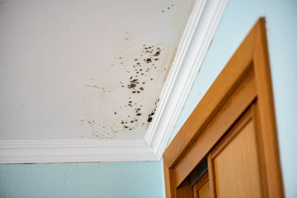 Best Affordable Mold Removal  in Germantown, OH