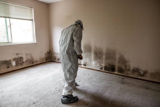 Best Attic Mold Removal  in Germantown, OH